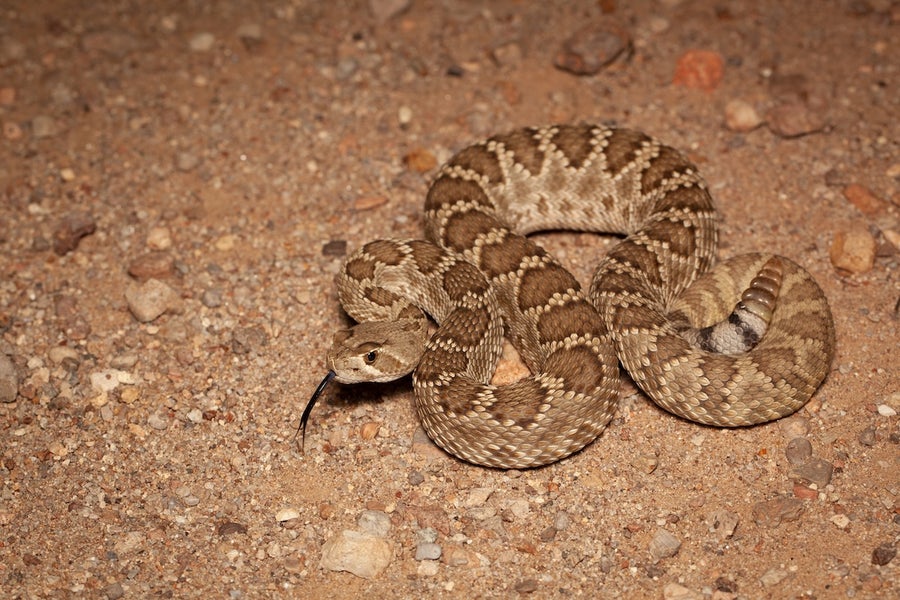 Picture of New method provides better analysis and treatment of snake venom ...